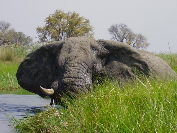 elephant