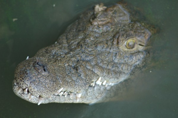 crocodile